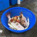 대천항수산물시장 | 대천항 수산시장 포장 솔직 후기｜초보 여행자가 느낀 현실 리뷰