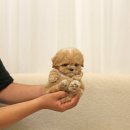 퍼피 비비드 이미지