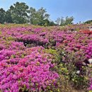 (일요) 수리산 둘레길 철쭉축제(230430, 일) 이미지