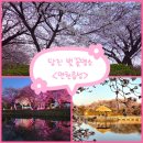 골정지 | 당진 여행 추천 | 면천읍성 골정지 벚꽃 명소• 저수지 산책로 실시간 개화 상황