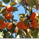 나오리농장 이미지