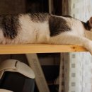 타임즈 동물의료센터 이미지