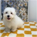 함께 있어줄개 이미지