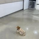 독스하트 구리 이미지