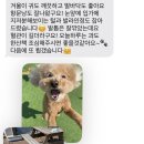 데레사 유치원 | 김포 구래동 애견미용 잘하는 곳 보떼독에서 목욕•스파 후기