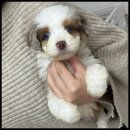 유어펫 라운지 강아지분양 이미지