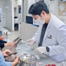 미르 동물병원 | 부산 강아지 암센터, 수술이 답이 아닐 때 어떤 선택을 해야 할까?