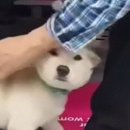 The Man's Dog 이미지