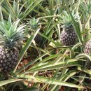 우하하농장 이미지