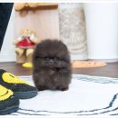동성빌딩 | 위례강아지무료분양 후기! 새로운 가족을 만났어요 💕
