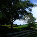 메밀목장 이미지