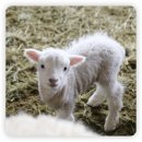 경춘목장 이미지