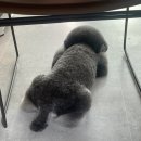 무거동 강아지 미용실 이미지