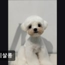 바비 애견샵 | (수원, 강아지, 고양이, 애견미용, 추천!) 바비살롱 수원 바비살롱, 맞춤 케어로 인기