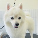 올리스 24 이미지