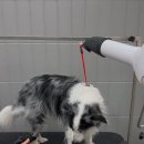 퍼피팸퍼 이미지