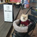 마루네 | 대구강아지간식 수제간식맛집 호두마루의 간식공장