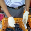 화심농장 이미지