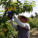 한전농장 이미지