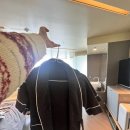 비스타워커힐 호캉스 - 프레스티지 노블 파인 주니어 스위트, 더뷔페, 수영장 후기 🏨