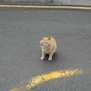 영계마을2 이미지