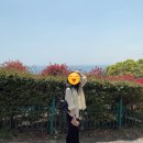 은희네식물 | 2일차 숙소 파르나스 호텔 제주, 국수바다 고기국수, 중문 카페오션, 헬로키티아일랜드, 은희네해장국