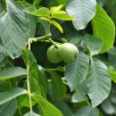 나무이야기 이미지