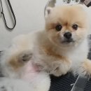 리코밍