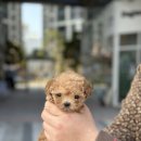 부산강아지분양 도그메종 본점 이미지