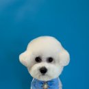 퍼스트멍멍 이미지