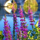 영화로 배우는 영어 이미지