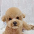 노크노크 강아지미용실 이미지