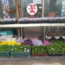 도우미꽃식물원 이미지