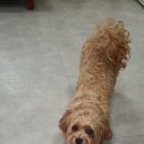 마이펫 룸 이미지