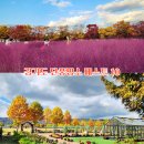 파주로 은행나무길 이미지