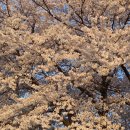 안산안경숲 | 2026 안양천 4월 4일 벚꽃 만개 벚꽃 구경후기