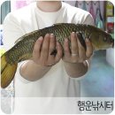 행운실내낚시터
