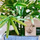 바로세움한의원 이미지