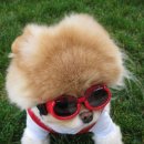 귀여운 강아지 이미지