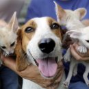 나는펫이다 이미지