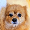 우리개 쿠키영상🍪🐕 이미지