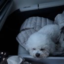 우리 늘 | 인생 애견카페 찾았어요!일산애견카페 우리늘 직접 다녀온 후기