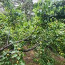 대승농장 이미지