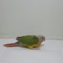 놀아줄개 이미지