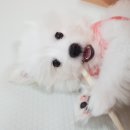리얼후기 ) 직접 급여해본 강아지 간식 추천 및 후기 - 오래먹는 간식 편