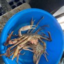 포항장갑총판 | [포항] 포항 대게 맛집 대게총판 :: 대게 내돈내산 후기