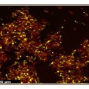 주식회사 제이바이오 이미지