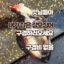 중앙백조사 | [선상조황] 2026.02 제주 백야호 타고 심해갑오징어 출조간 일기 겸 후기 푼다 : 백야호 후기