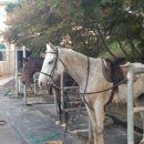 해맞이승마클럽 이미지