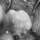 24시 라움동물의료센터 이미지